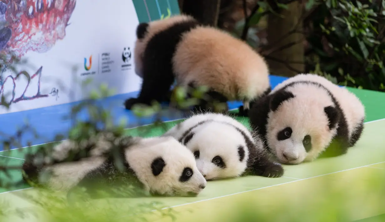 Foto pada 29 September 2020 menunjukkan anak-anak panda raksasa yang tampil perdana di Pusat Penangkaran dan Penelitian Panda Raksasa Chengdu di Provinsi Sichuan, China. Beberapa ekor anak panda raksasa tampil untuk pertama kalinya di depan publik pada Selasa (29/9). (Xinhua/Zhang Kefan)