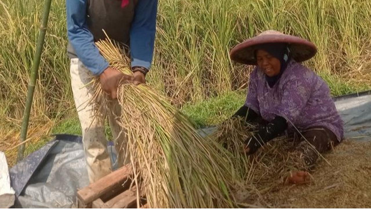 Fakta Menarik: 21.000 Hektare Panen Padi Agustus 2025 Lebak, Ketersediaan Pangan Nasional Terjamin!