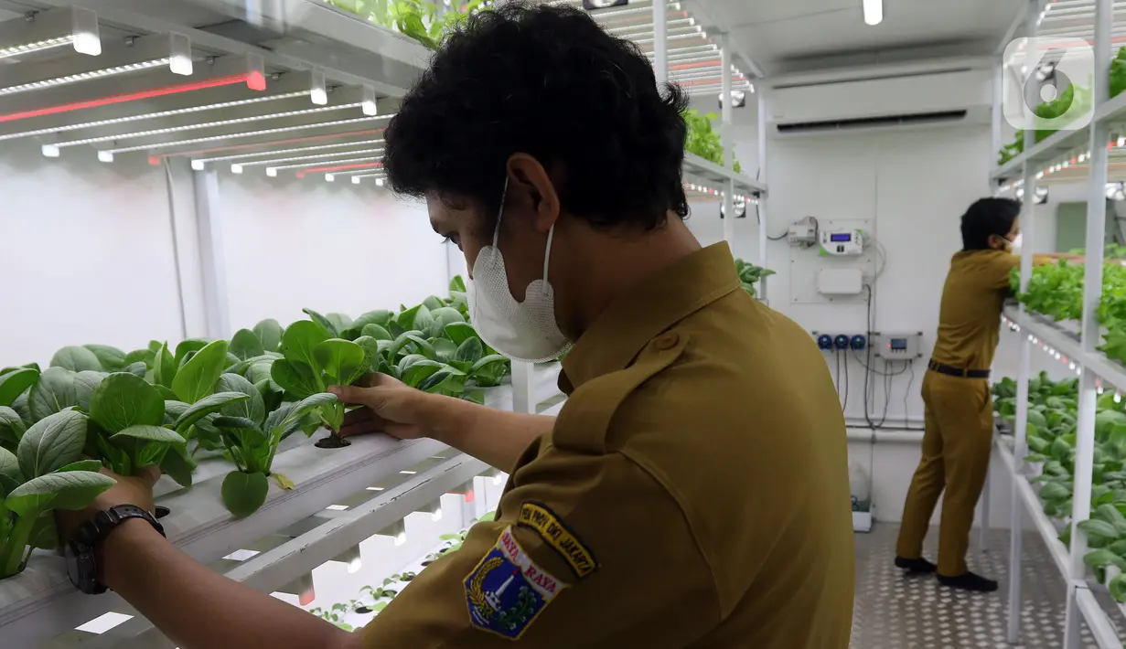 Petugas Suku Dinas KPKP Jakarta Selatan merawat tanaman yang ditanam menggunakan teknik hidroponik dalam container farming dan agro electrifying di Agro Edukasi Wisata Ragunan, Jakarta, Selasa (12/10/2021). Budidaya pertanian tersebut dilakukan tanpa menggunakan tanah. (Liputan6.com/Herman Zakharia)