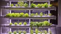 8 Desain Kebun Hidroponik Vertikal Indoor Terbaik, Produktif di Lahan Sempit