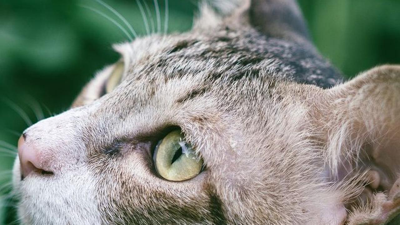 Nama Kucing Lucu Lainnya<br>