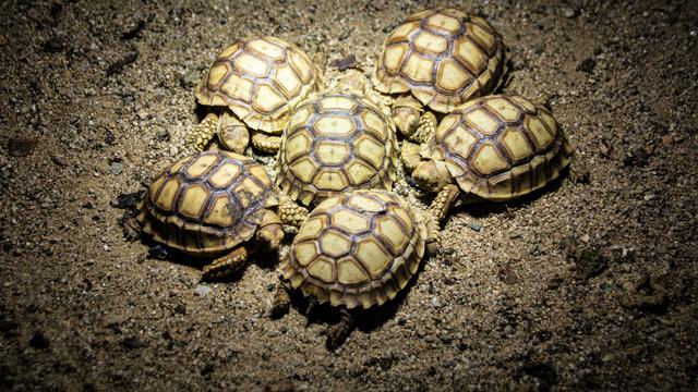 Ilustrasi cara, merawat, kura-kura