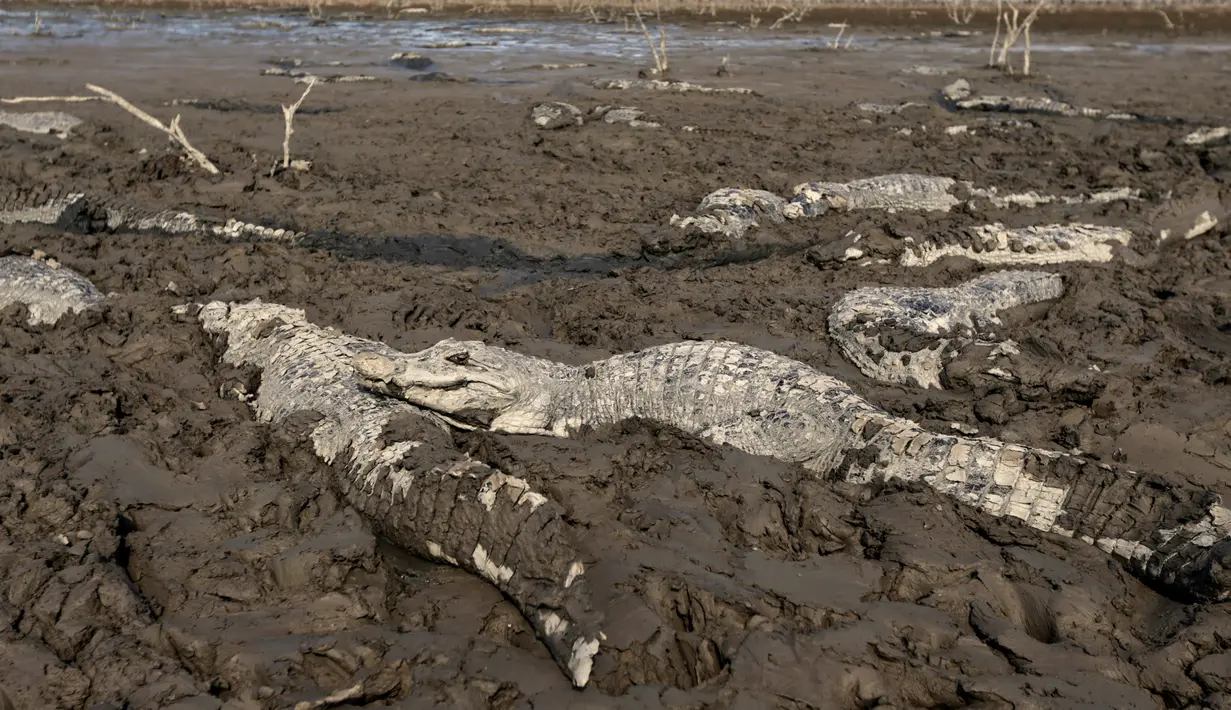 Sejumlah buaya terjebak dalam lumpur di sungai Pilcomayo, Boqueron, perbatasan Paraguay dan Argentina, (3/7). Daerah ini sedang menghadapi musim kekeringan terburuk dalam dua dekade terakhir. (REUTERS / Jorge Adorno)