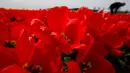 Seorang lelaki mengambil bunga tulip di sebuah ladang dekat Lisse, Belanda tengah barat, (17/4). Menurut bank Belanda, negara ini terus menjadi pemain terbesar dengan 52 persen berbagi dalam ekspor global bunga dan tanaman. (AP Photo/Peter Dejong)
