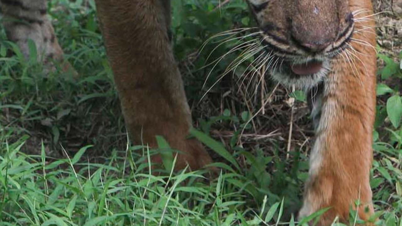 FOTO: Bertubuh Kurus, Ini Penampakan Harimau Sumatera di Medan Zoo yang Bikin Miris
