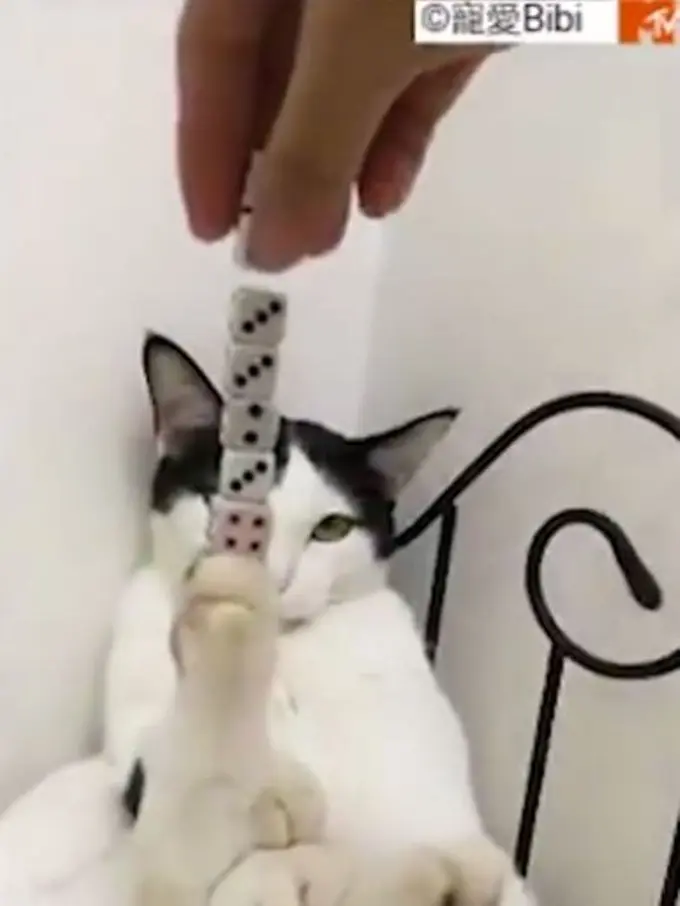 [Bintang] Soal Keseimbangan, Kamu Kalah Jago Sama Kucing Canggih Ini!