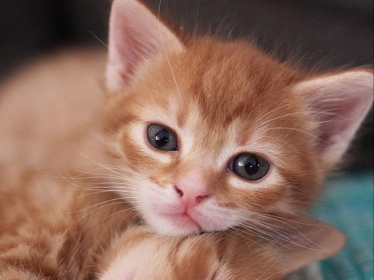 Manfaat Melihat Kucing Lucu