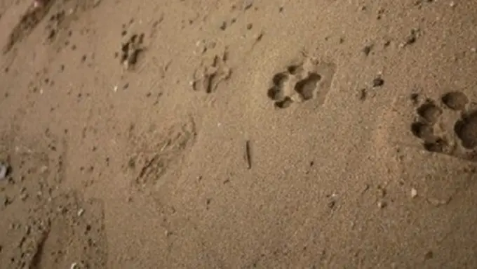 Foto : copyright en.rocketnews24.com