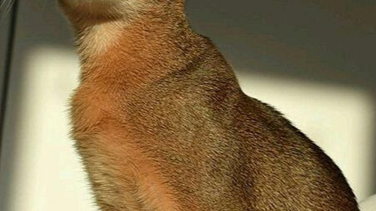 <b>Kucing Ras Abyssinia</b><br>