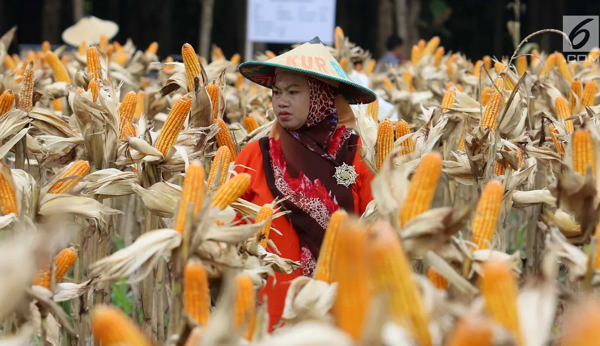 Petani melakukan panen raya jagung di Tuban, Jawa Timur, Jumat (9/3). Panen raya tersebut menghasilkan 33,7 ton jagung. (Liputan6.com/Angga Yuniar)