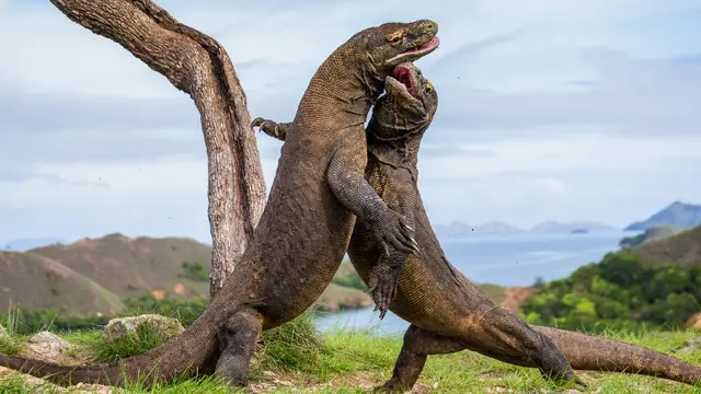 Pulau Komodo