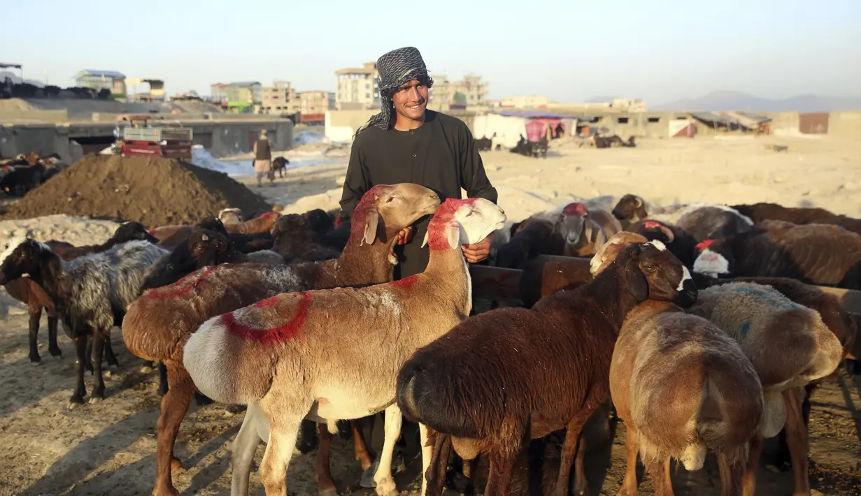 Pedagang berdiri dekat hewan ternak yang dijual jelang Hari Raya Idul Adha di Kabul, Afghanistan, Senin (27/7/2020). Idul Adha memperingati kisah Nabi Ibrahim atas kesediaan untuk mengorbankan putranya sebagai kepatuhan kepada Tuhan. (AP Photo/Rahmat Gul)