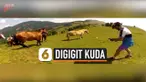 digigit kuda