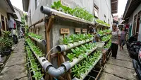10 Hidroponik Sayur Mini di Gang Sempit dengan Rak Bertingkat, Hijaukan Lorong Rumah