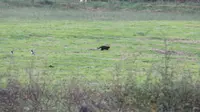 Penampakan diduga black panther atau macan kumbang hitam di dua desa Skotalandia pada pekan lalu. (sumber: Facebook / Kepolisian Divisi Ayrshire)