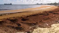 Sebuah kapal kargo melintas di depan rumput laut terapung yang dikenal sebagai sargassum yang mempengaruhi Pelabuhan San Souci, di sebelah muara sungai Osama di Santo Domingo, Republik Dominika, Jumat (5/5/2023). (Photo by Felix Leon / AFP)