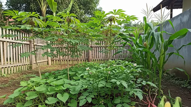 Tanaman Pangan Wajib Ada di Rumah