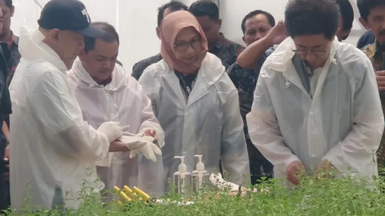 Menteri Teten Ikuti Panen Stevia
