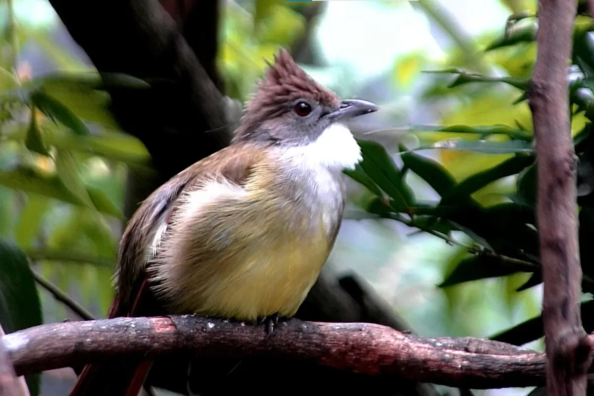 Sekolah Burung Rachmad Saleh