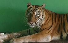 Harimau Sumatera Kembali Ditemukan Mati di Medan Zoo, Ada Benjolan Berisi Cairan di Hati