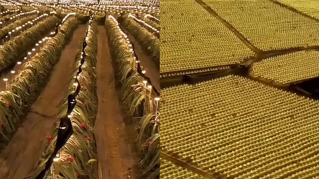 Seorang pilot bagikan langit bercahaya di atas Vietnam yang ternyata bukan di pusat Kota tapi ladang perkebunan buah naga