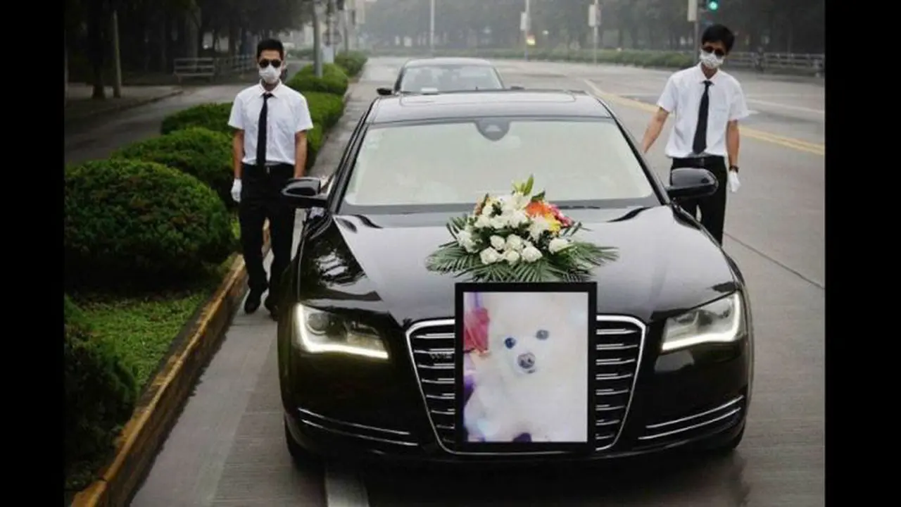 Pemakaman Seekor Anjing Diantar Dengan Mobil Mewah Jerman