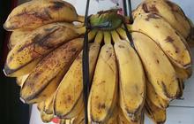 Pisang Kepok Tidak Hitam Saat Direbus? Ini Triknya Pakai Rice Cooker