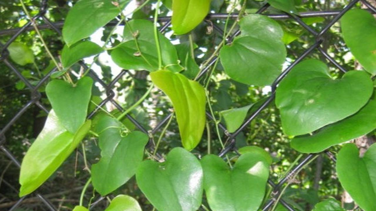 Daun Bungkus Papua