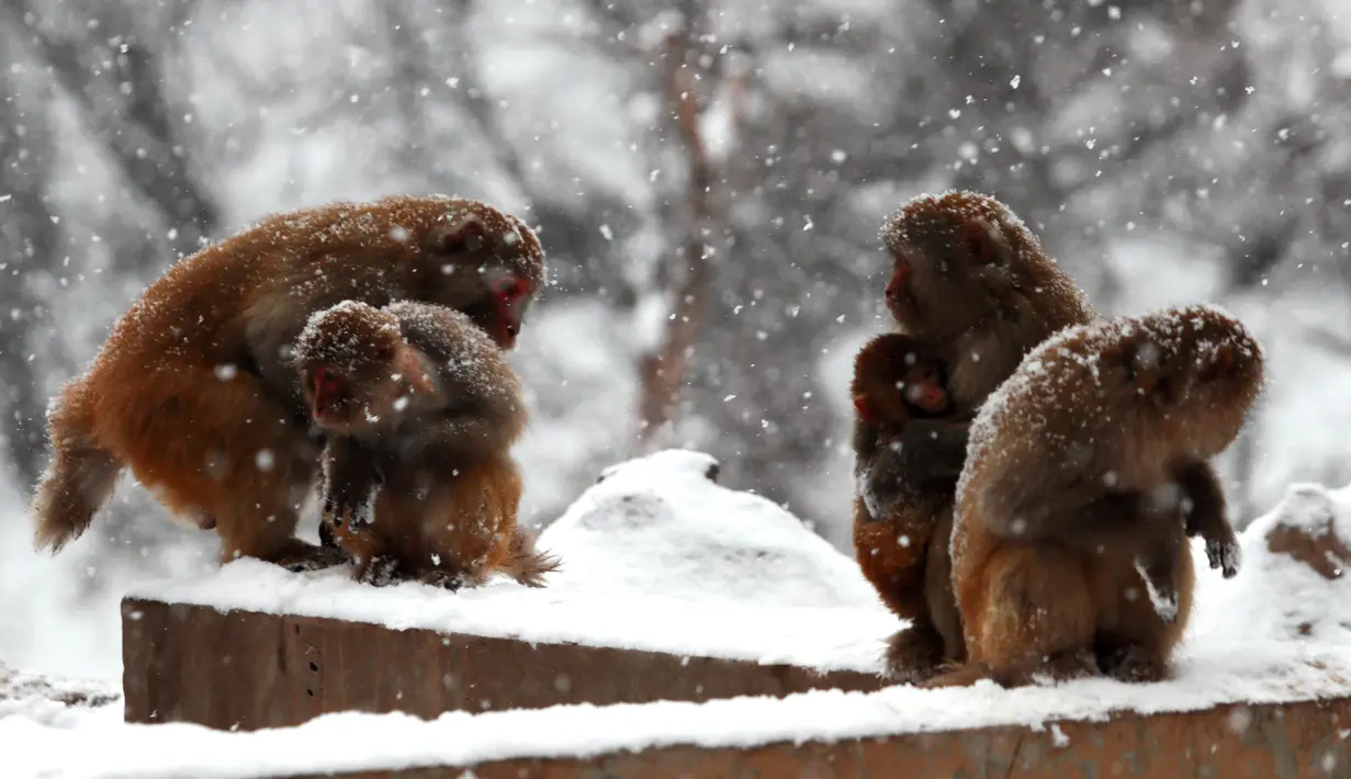 Sekelompok kera kedinginan saat salju turun di Wulongkou Nature Reserve, Tiongkok (6/1). (AFP Photo/China Out)