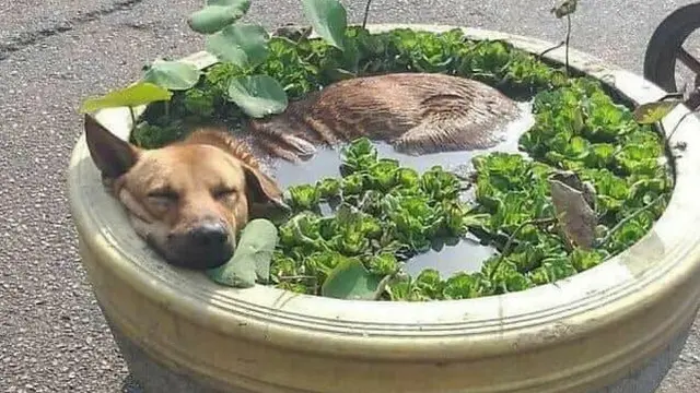 6 Potret Kocak Saat Anjing Bertingkah Konyol