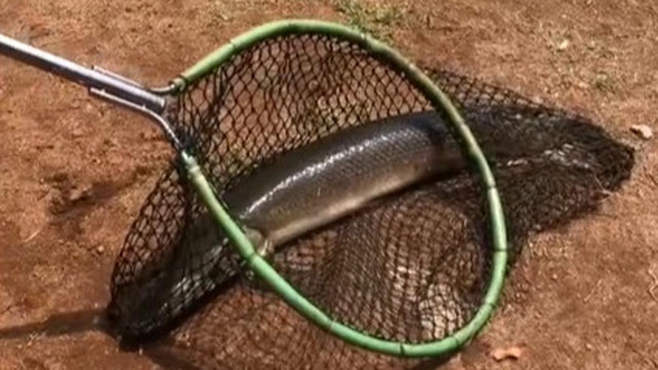 Viral Aksi Damkar Evakuasi Ikan Aligator di Kolam Sekolahan, Curi Perhatian