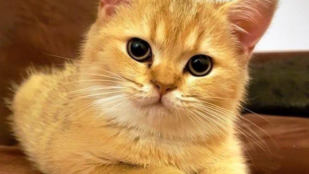 Ilustrasi Kucing Moggy