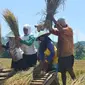 Petani panen padi saat kunjungan Menteri Pertanian, Amran Sulaiman di Wanareja, Cilacap, 2017 lalu. (Foto: Liputan6.com/Muhamad Ridlo)