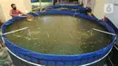Petani memberi pakan pada ikan nila yang dibudidayakan dengan sistem bioflok di Rumah Al-Balat, Bojongsari, Depok, Kamis (18/2/2021). Dua bulan terakhir petani  ikan nila bioflok kembali menikatkan produksinya sebedar 1,2 ton/ bulan. (merdeka.com/Arie Basuki)