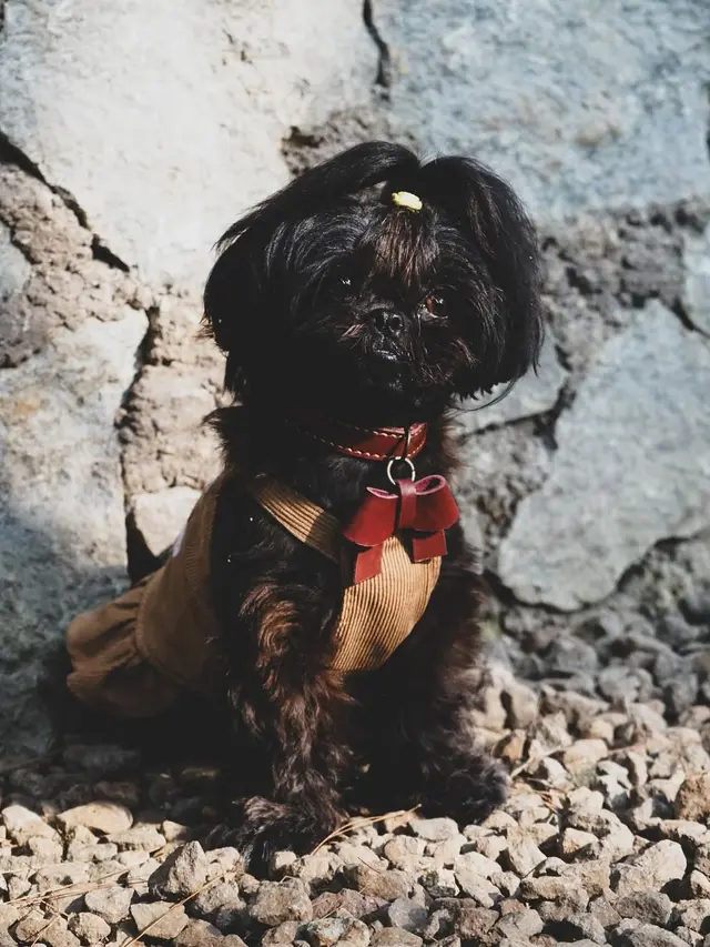 6 Tips Merawat Anjing Shih Tzu ala Pemilik, dari Mata hingga Grooming