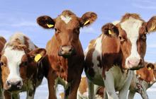 Antisipasi ricuh, PT Angkasa Pura II bagikan sapi dan kambing hidup
