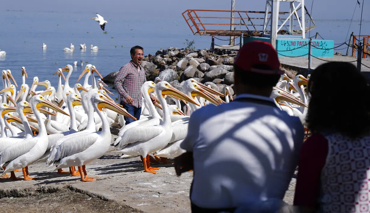 Seorang turis berpose dikelilingi kawanan pelicanos borregones atau pelikan putih di Danau Chapala, Petatan, Meksiko, 5 Februari 2022. Kawanan pelikan putih terbang dari Kanada dan Amerika Serikat ke iklim yang lebih hangat di Pulau Petatan. (AP Photo/Armando Solis)