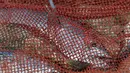 Ikan yang ditangkap oleh nelayan Sri Lanka terbaring di sebuah jaring di sebuah pantai di Trincomalee (5/5). Trincomalee juga menjadi salah satu kota yang diterjang tsunami tahun 2004. (AFP Photo/Ishara S Kodikara)