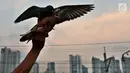 Sepasang merpati bertengger di tangan di bantaran Kanal Banjir Barat (KBB), Petamburan, Jakarta, Kamis (21/9). Bermain burung merpati merupakan hobi yang digemari warga di bantaran Kanal Banjir Barat untuk mengisi waktu libur. (Liputan6.com/Johan Tallo)