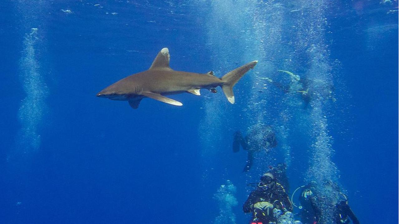 Cara Hiu Berkembang Biak dengan Metode Unik di Lautan