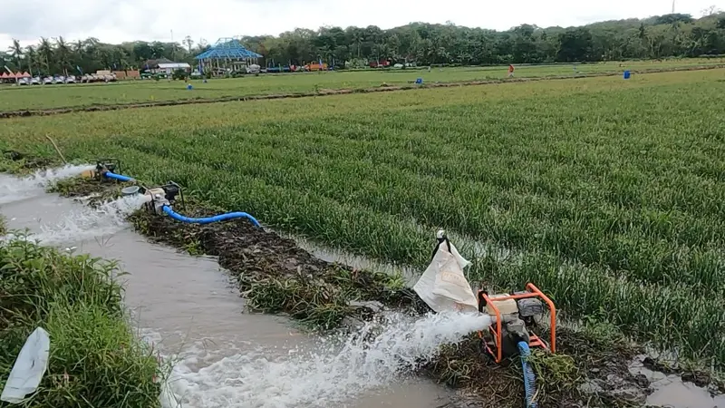 Program Pompanisasi Kementan Bantu Petani Atas Kekeringan dan Jaga Produksi Nasional