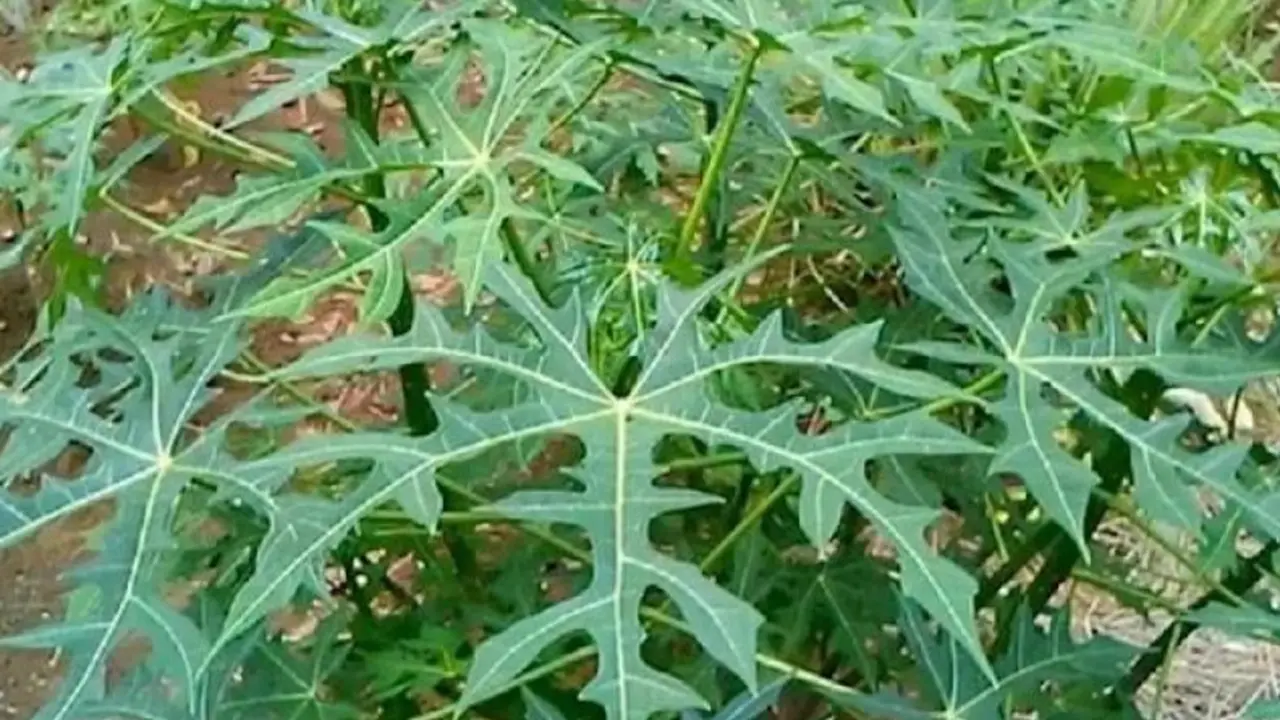 Daun gedi (Foto: Pinterest/Info Pertanian)