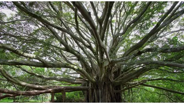 Foto : copyright listverse.com