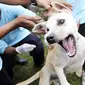 Beberapa petugas berupaya menjinakkan anjing milik warga saat vaksinasi anti rabies pada puncak peringatan Hari Rabies Sedunia di Desa Ungasan, Kuta, Bali, Jumat (29/10). (Antara)