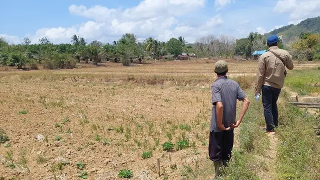 Lahan Sawah.
