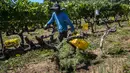Seorang pemetik anggur yang memakai masker bekerja selama panen tahun 2020 di kebun anggur kilang anggur Godeval di O Barco de Valdeorras, Spanyol (26/8/2020). (AFP Photo/Miguel Riopa)