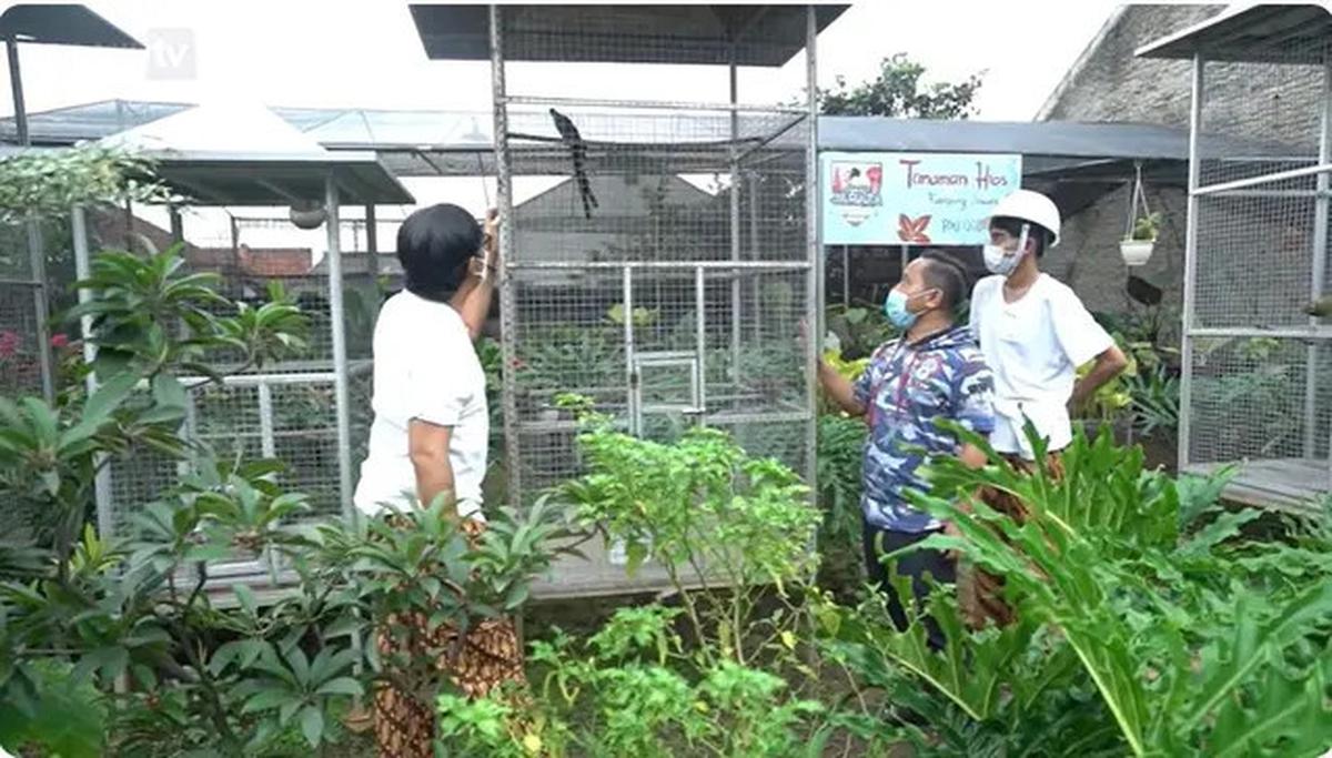 6 Potret Kebun di Rumah Narji, Eks Komedian yang Kini Jadi Juragan Pertanian