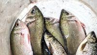 5 Tips Ampuh Agar Ikan Tidak Bau Tanah, Rahasia Dapur Bebas Bau Lumpur