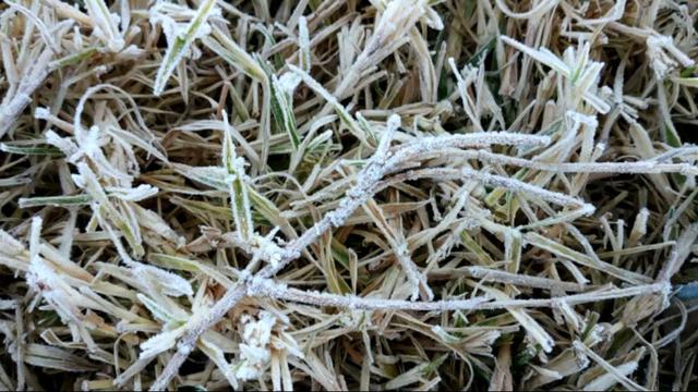 Suhu Dieng Membeku Capai Minus 9 Derajat Celsius Ini Penjelasan Bmkg News Liputan6 Com