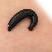 Ilustrasi Lintah/https://www.shutterstock.com/Oleksandr Lysenko